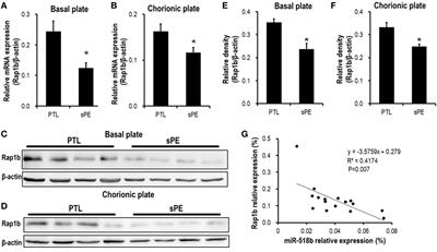 miR-518b Enhances Human Trophoblast Cell Proliferation Through Targeting Rap1b and Activating Ras-MAPK Signal